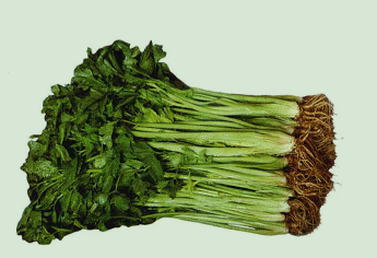 为什么说芹菜可以解酒？