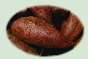 为什么说甘薯可以解酒？