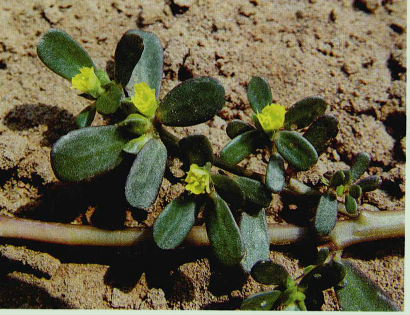 为什么说马齿苋可以解酒？