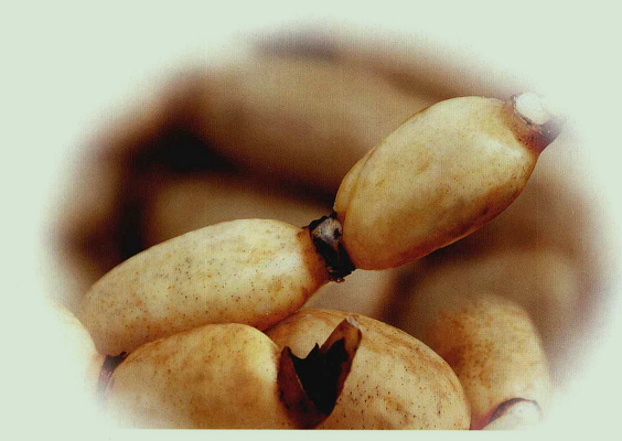 为什么说莲藕可以解酒？