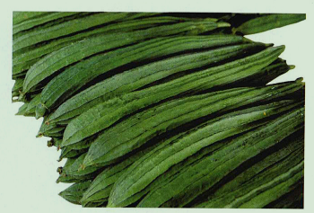 为什么说丝瓜可以解酒？