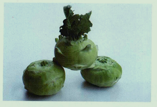 为什么说苤蓝可以解酒？