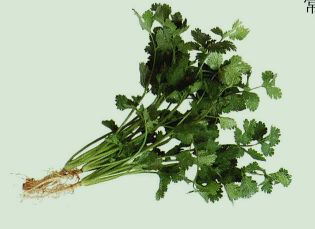 为什么说胡萎可以解酒？