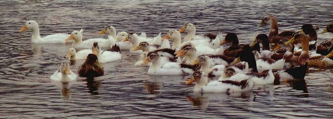 为什么说鸭肉可以解酒？