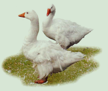 为什么说鹅肉可以解酒？