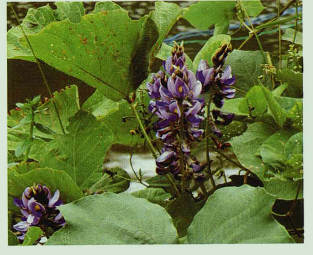 单味中药解酒之葛根介绍