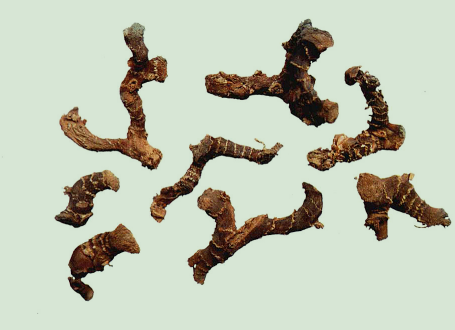 单味中药解酒之高良姜介绍